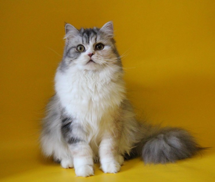 Хайленд-фолд Шотландская