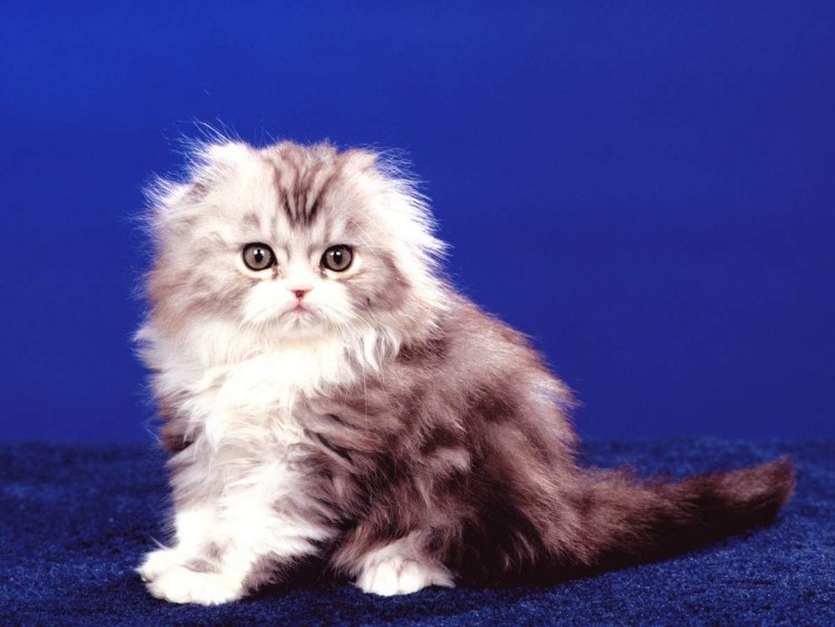 Шотландские котята хайленд страйт