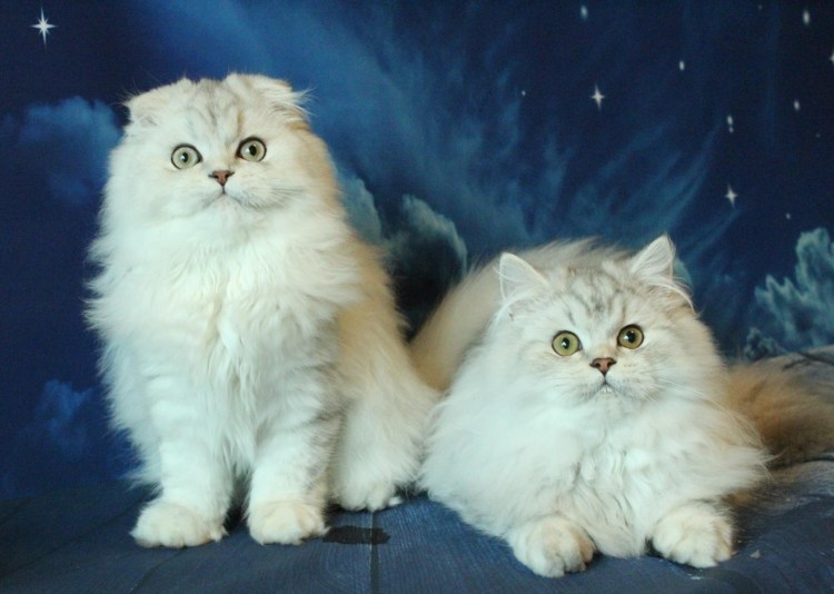 Шотландский хайленд страйт