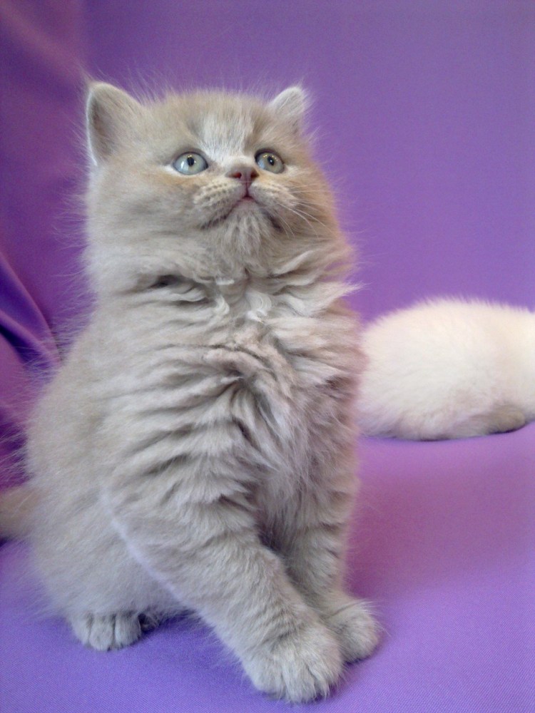 Шотландская холейдстрайд