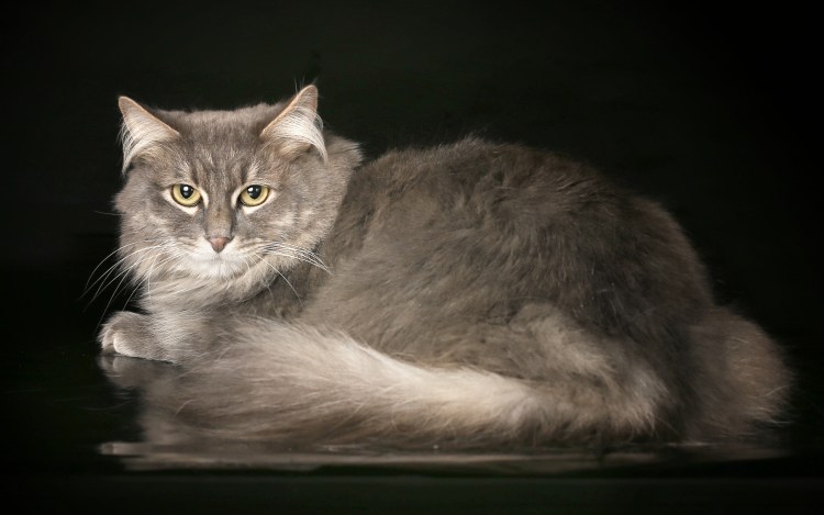 Сибирский Нибелунг длинношерстный