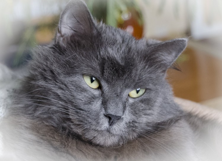 Сибирский кот серый длинношёрстный