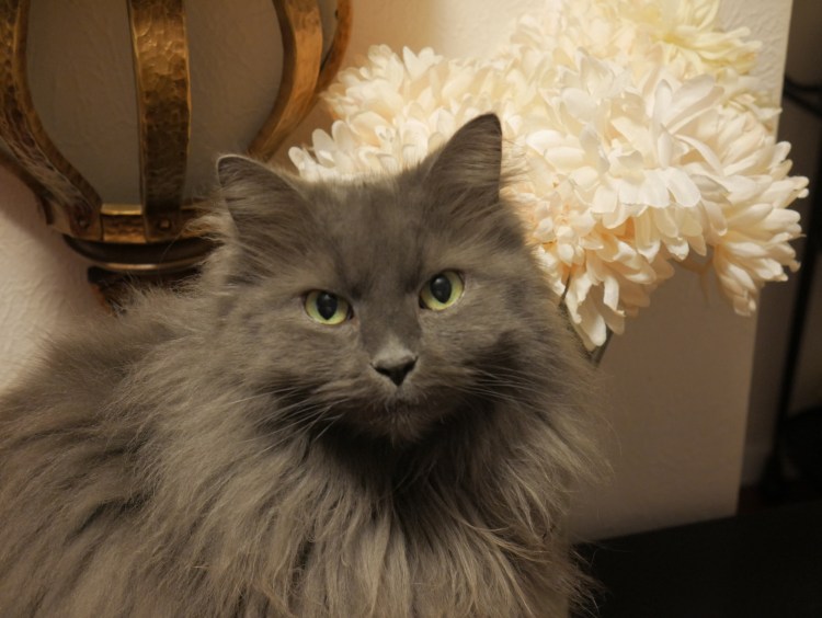 Кот Нибелунг