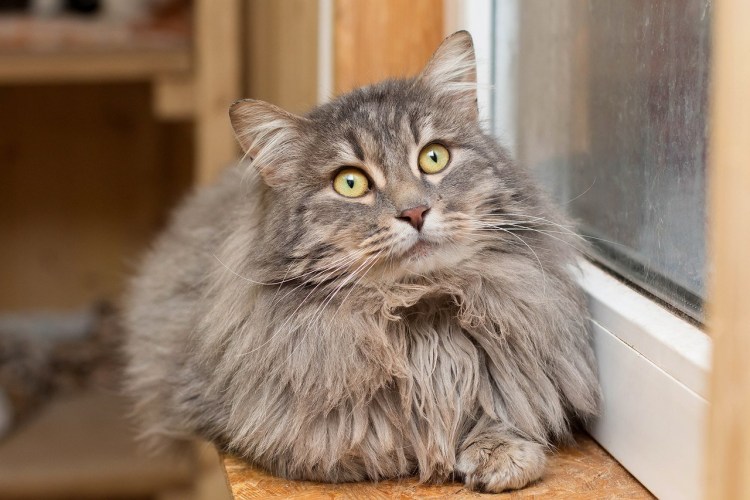 Мейнкун кот