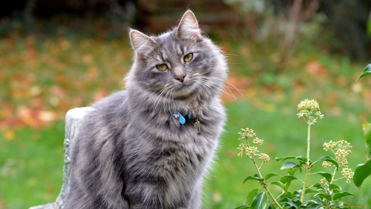 Сибирский Нибелунг