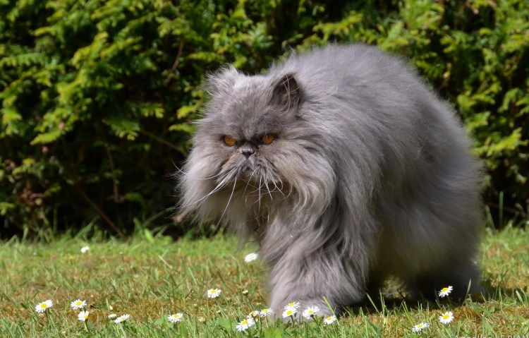 Сибирская кошка дымчатая