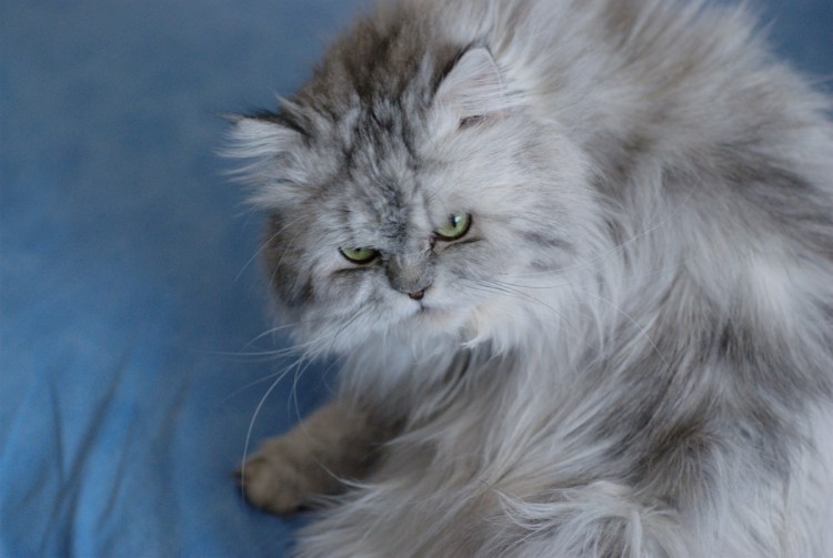 Сибирская кошка пепельная