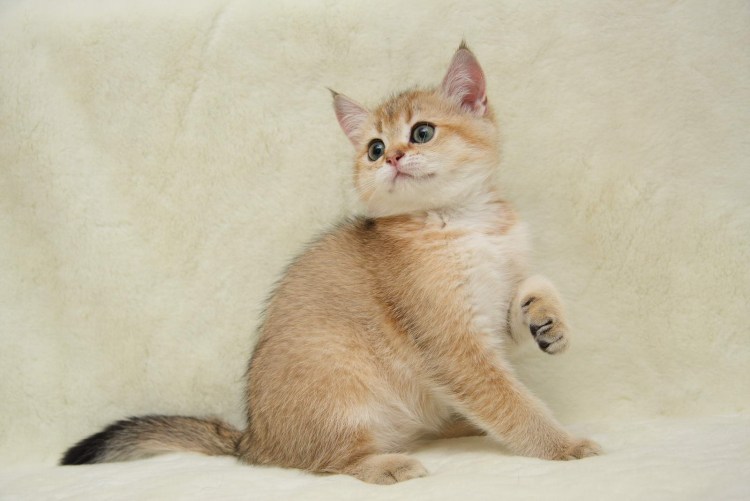 Британский Карташевский кот персиковый