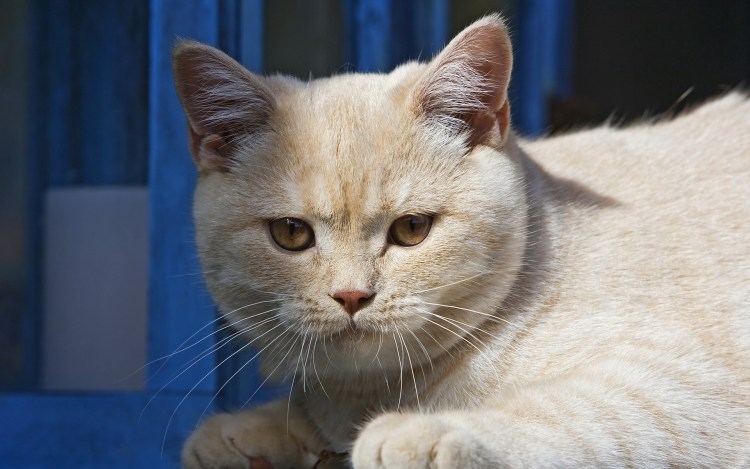 Скоттиш страйт персиковый