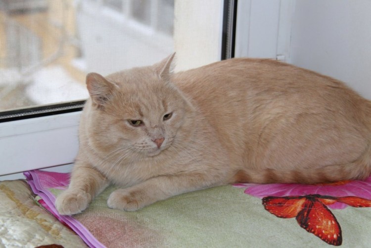 Кот британский гладкошерстный палевый