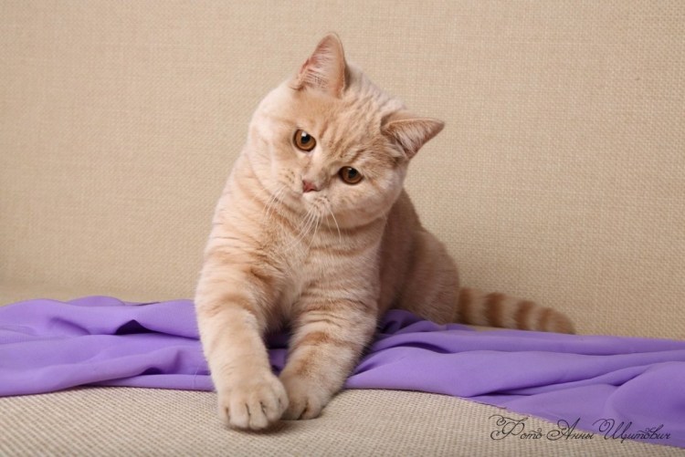 Британский короткошерстный кот персикового окраса
