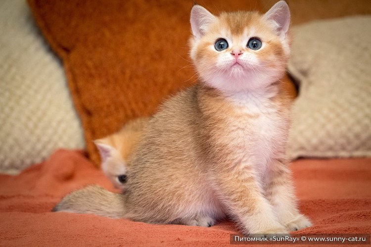 Кот британец кремовый