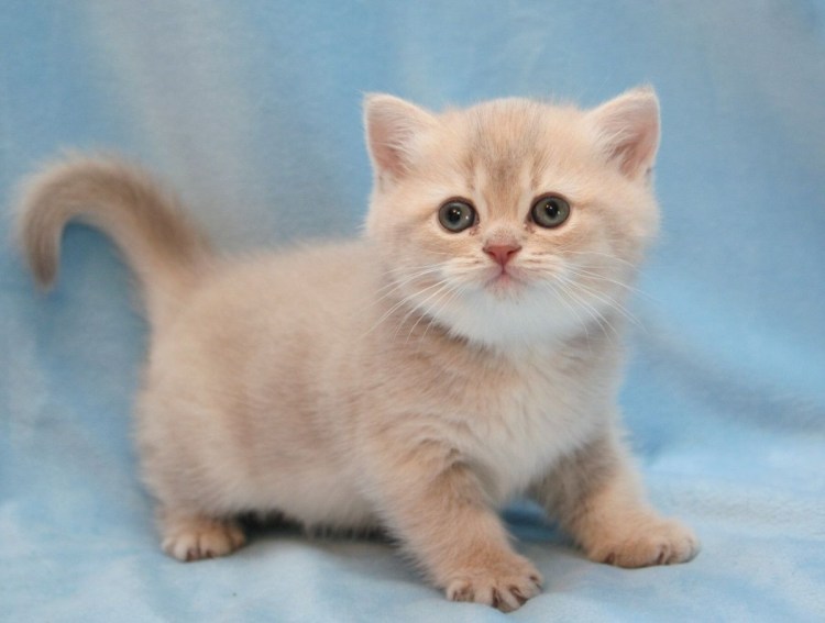 Золотая тикированная шиншилла ny25