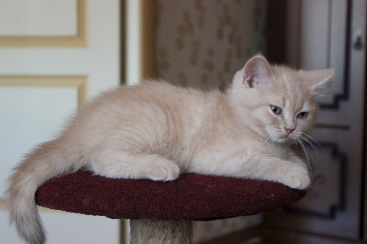Британский Карташевский кот персиковый
