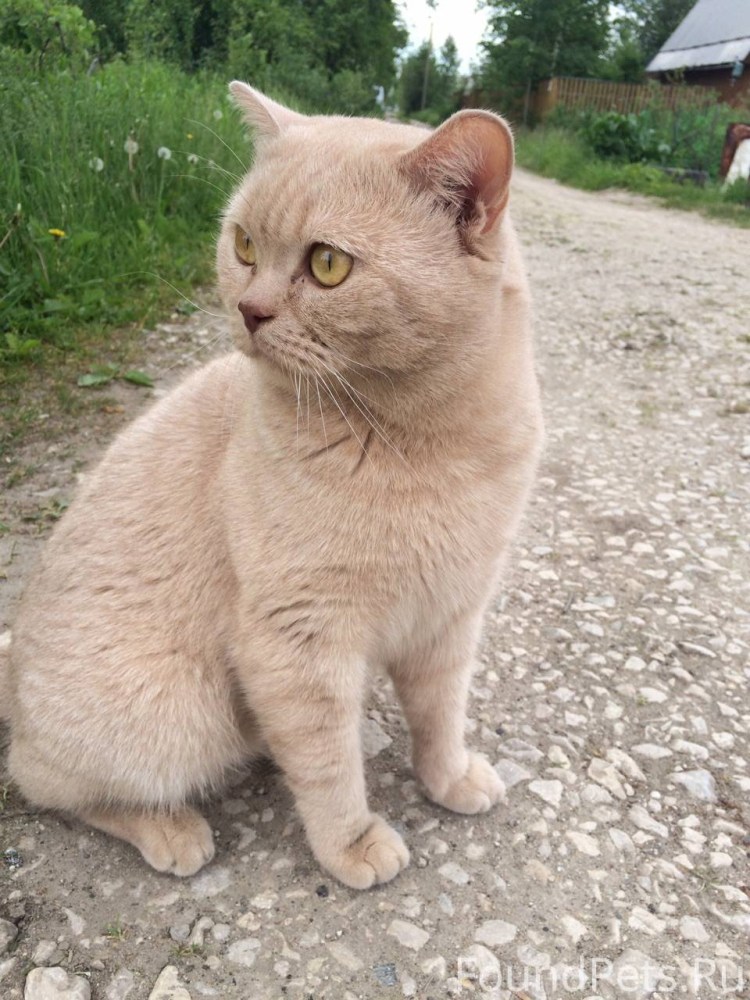 Персиковый кот порода