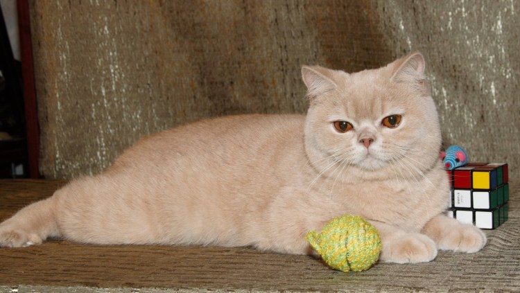 Британский кот персиковый