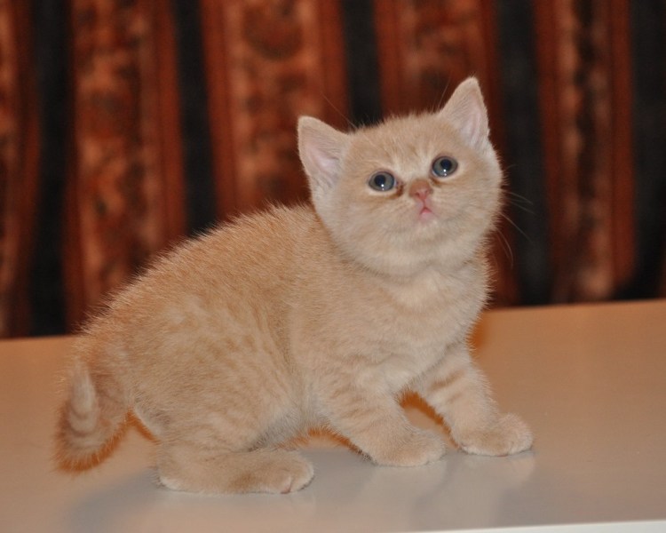 Британец кошка