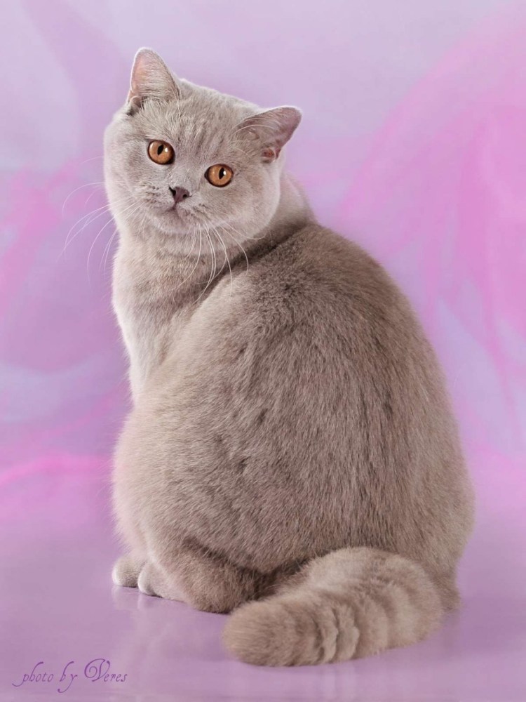 Скоттиш фолд лиловый