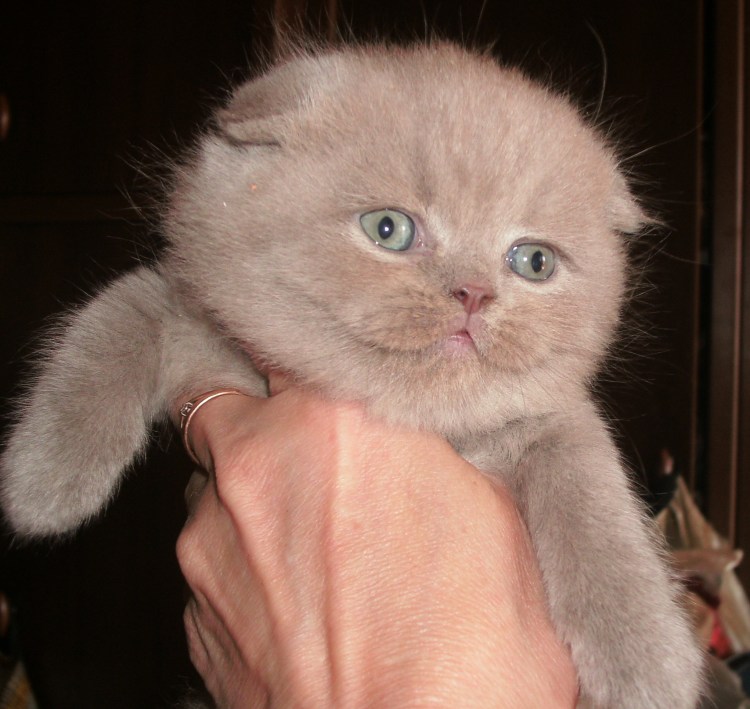 Шотландская прямоухая кошка лиловая