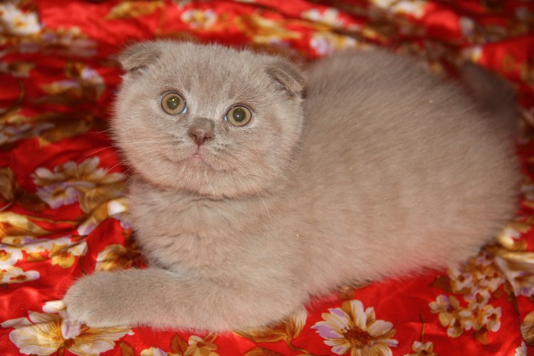 Лиловый шотландский скоттиш фолд