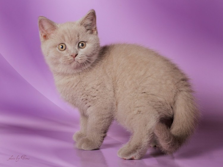 Шотландская вислоухая кошка