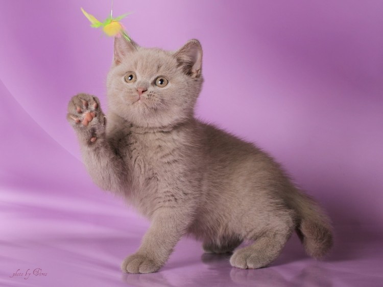 Лиловый шотландский скоттиш фолд