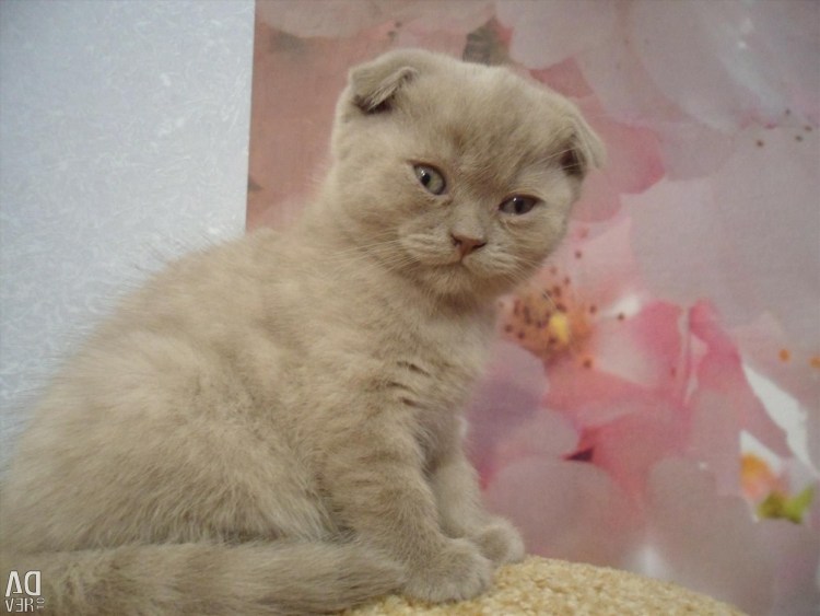 Скоттиш фолд лиловый