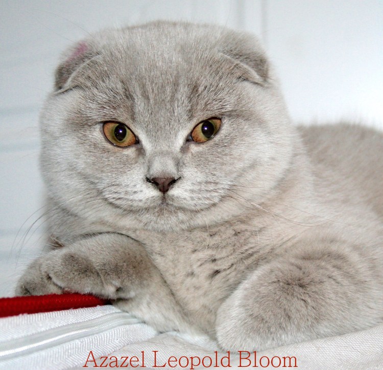 Лиловый британец питомник