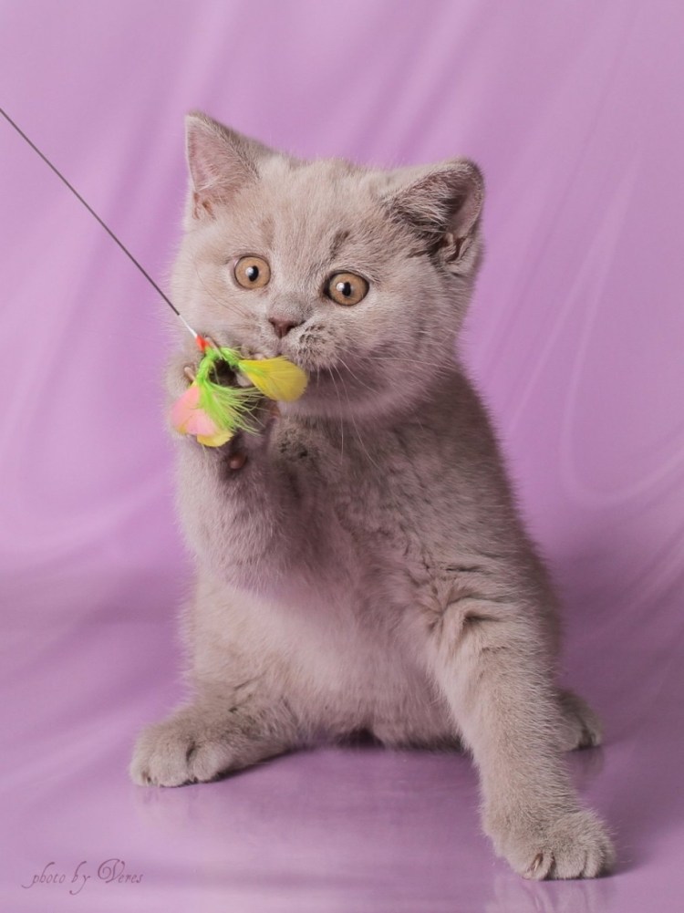 Лайн вислоухой кошки