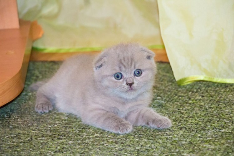 Скоттиш-фолд Шотландская вислоухая