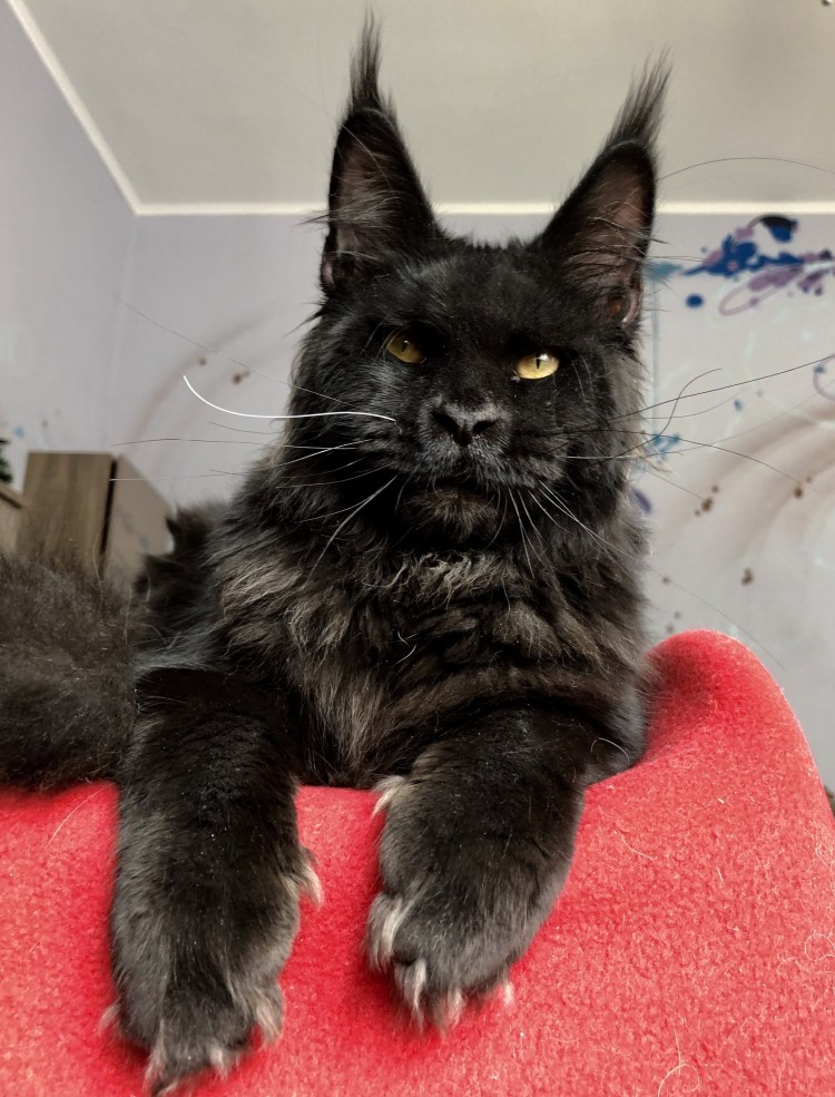 Персидский Мейн кун