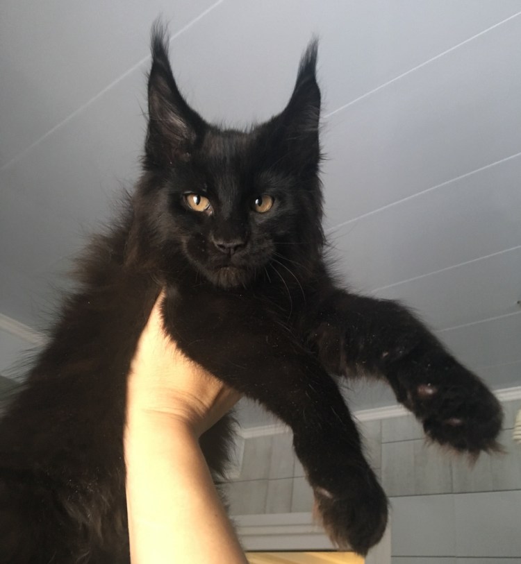 Стрижка Мейн куна