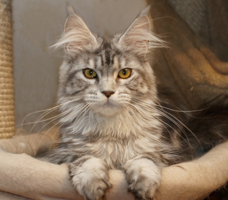 Мейн кун стрижка Лев