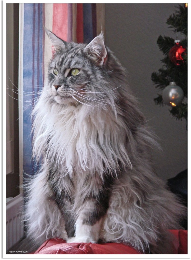 Стрижка Мейн куна