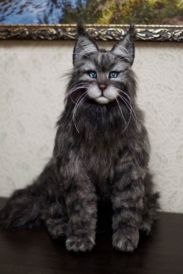 Подстриженный кот Мейн кун