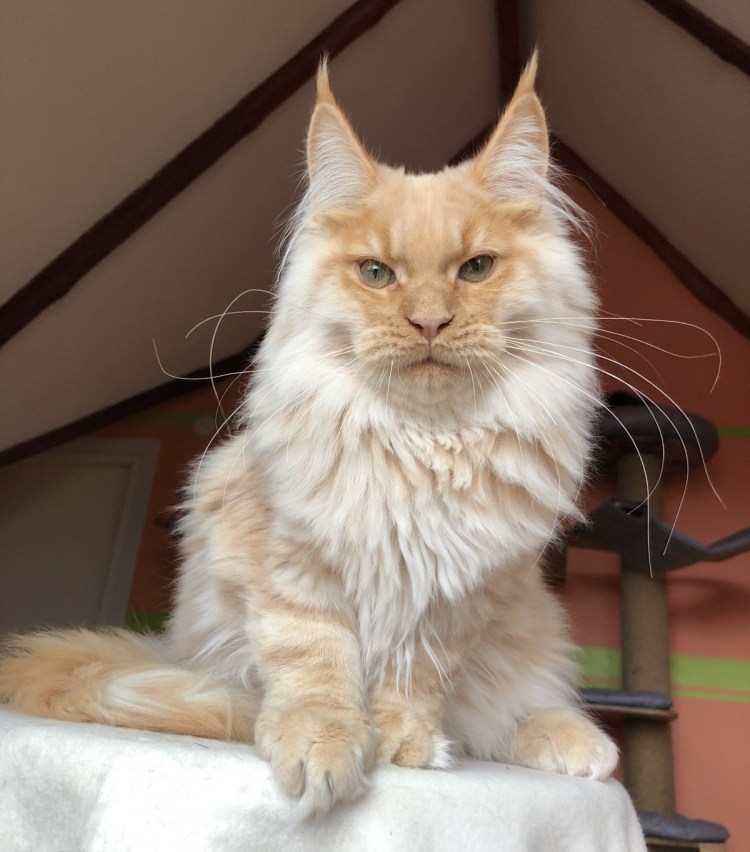 Грумминг Мейн куна до и после