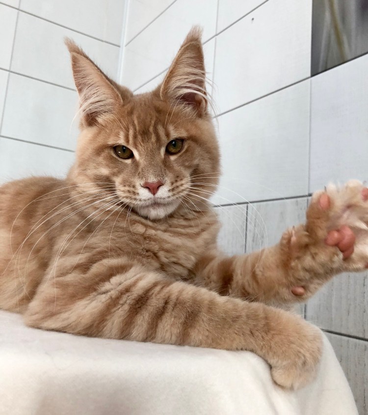 Мейн кун стрижка