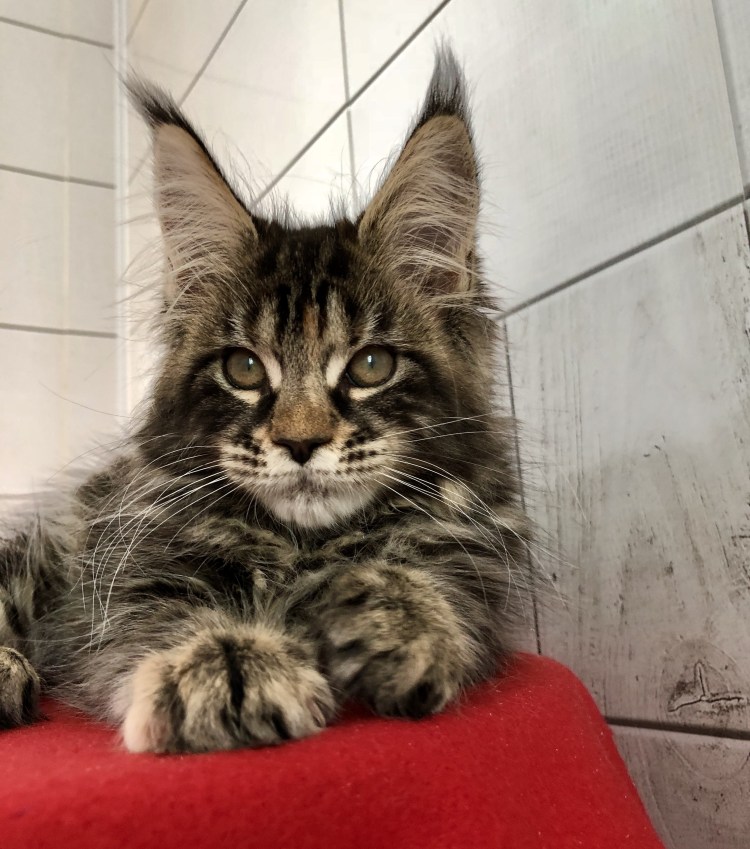 Экспресс линька Мейн куна