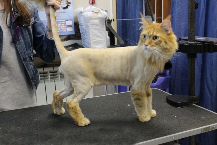 Стрижка Мейн куна подо Льва