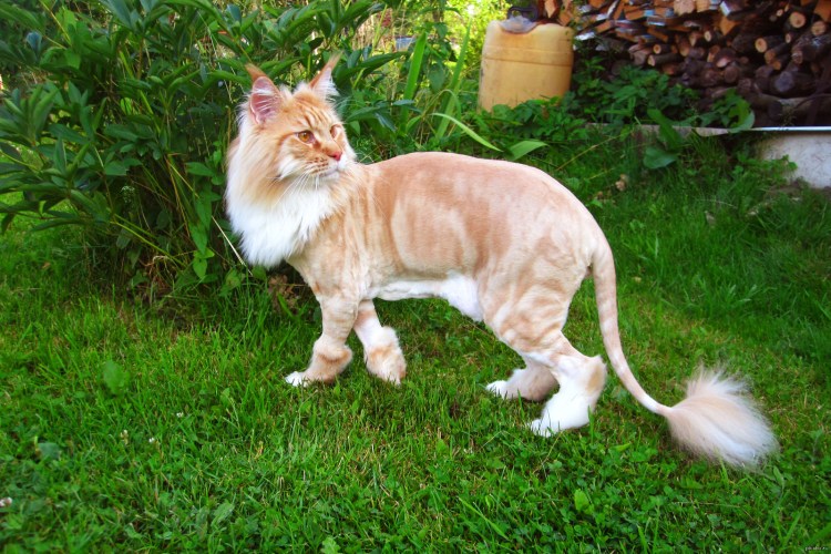 Мейн кун стрижка Лев