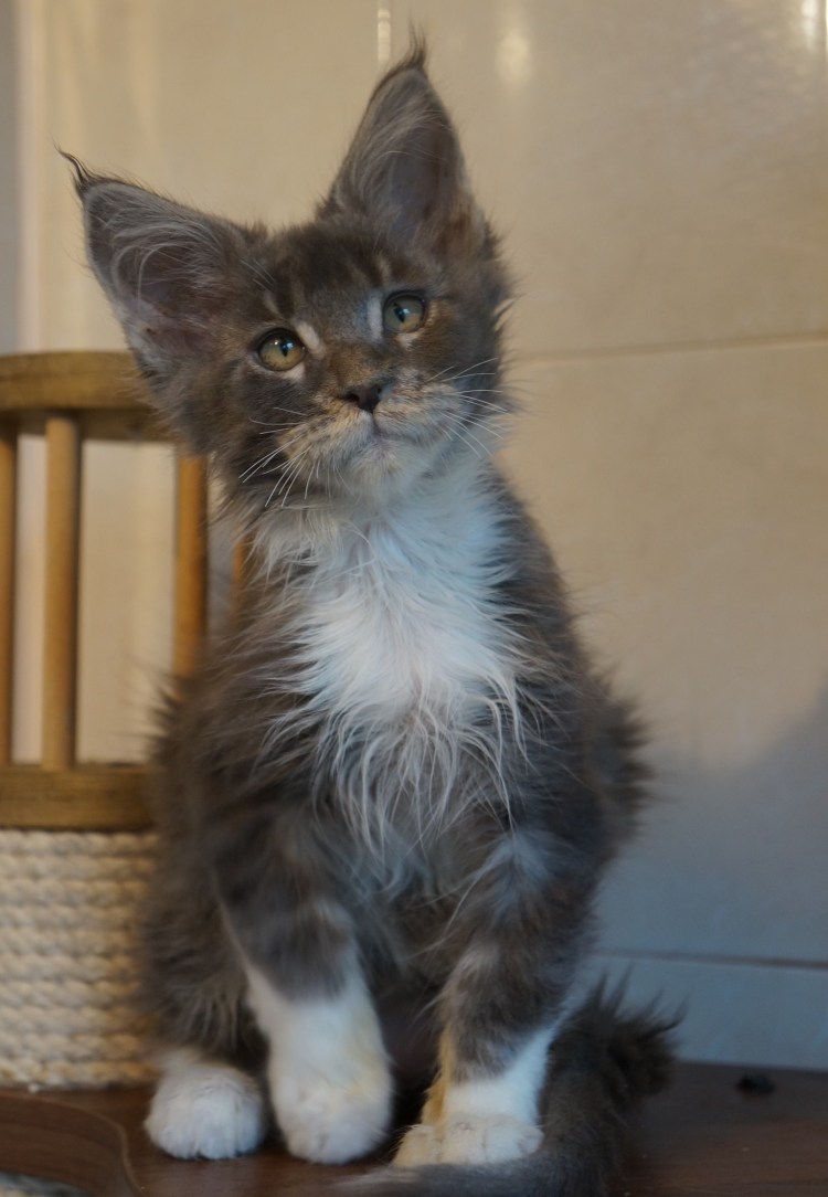 Стрижка Мейн куна подо Льва