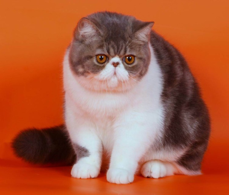 Персидские котята