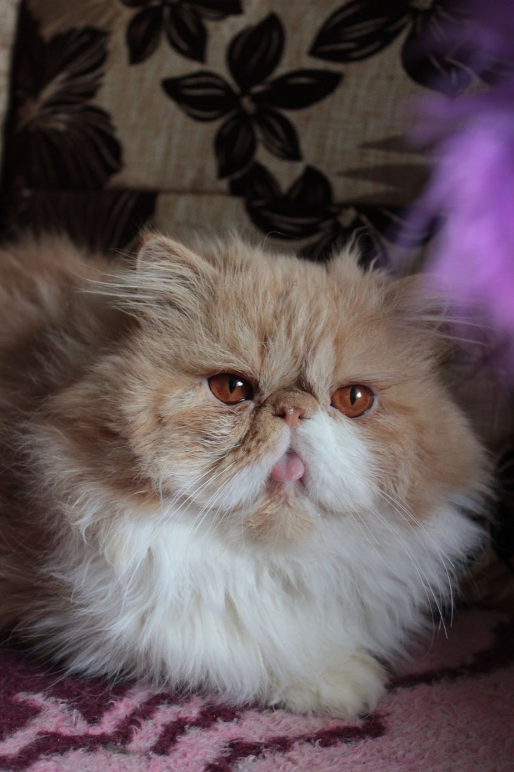 Экзот кошка