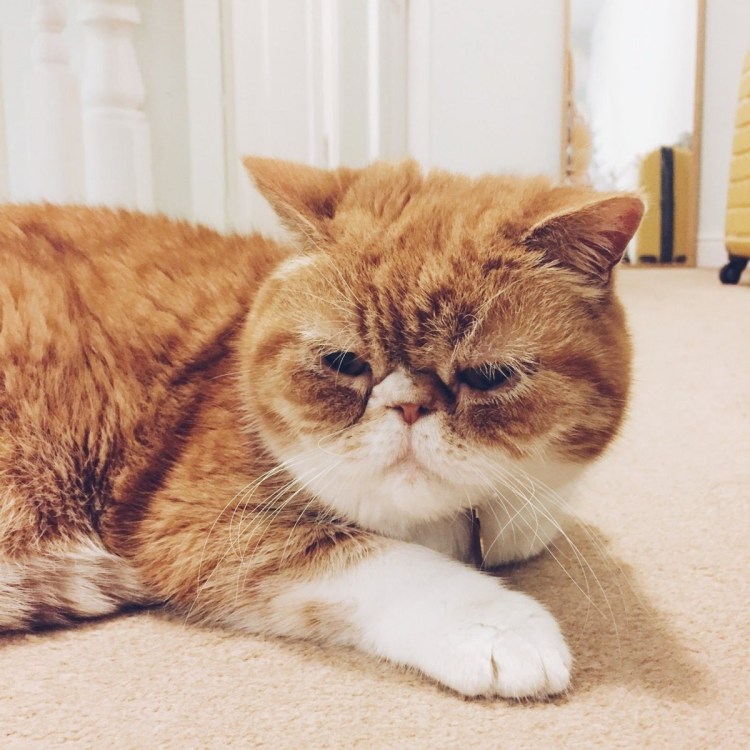 Экзот экстремал короткошерстный