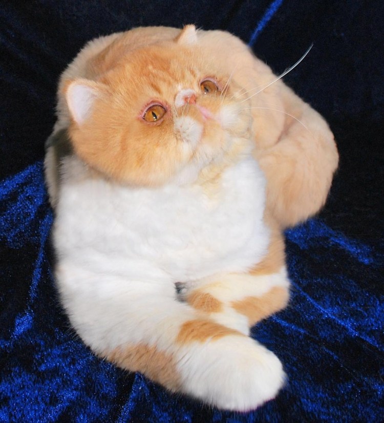 Персидская кошка экзот экстремал
