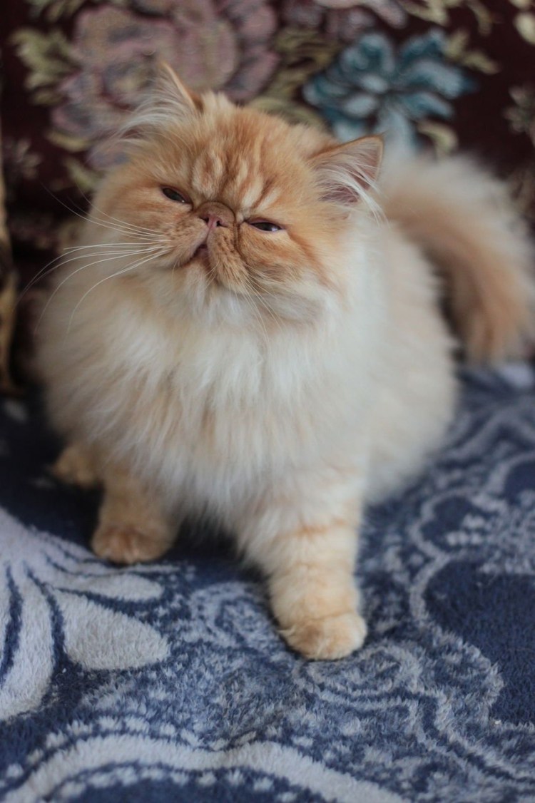 Экзот с человеком