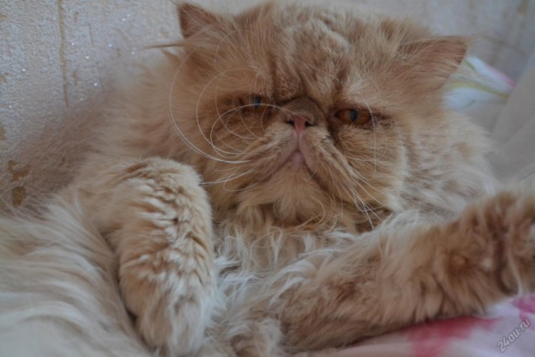 Экзот экстремал длинношерстный