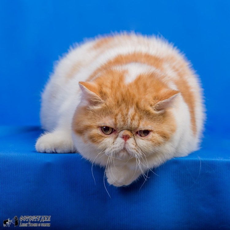 Персидский экзот экстремал