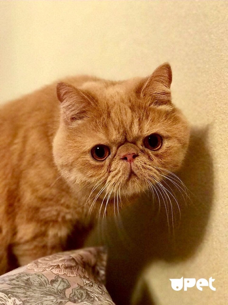 Экзот кошка рыжая