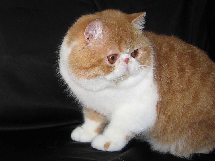 Кошка экзот кучерявая